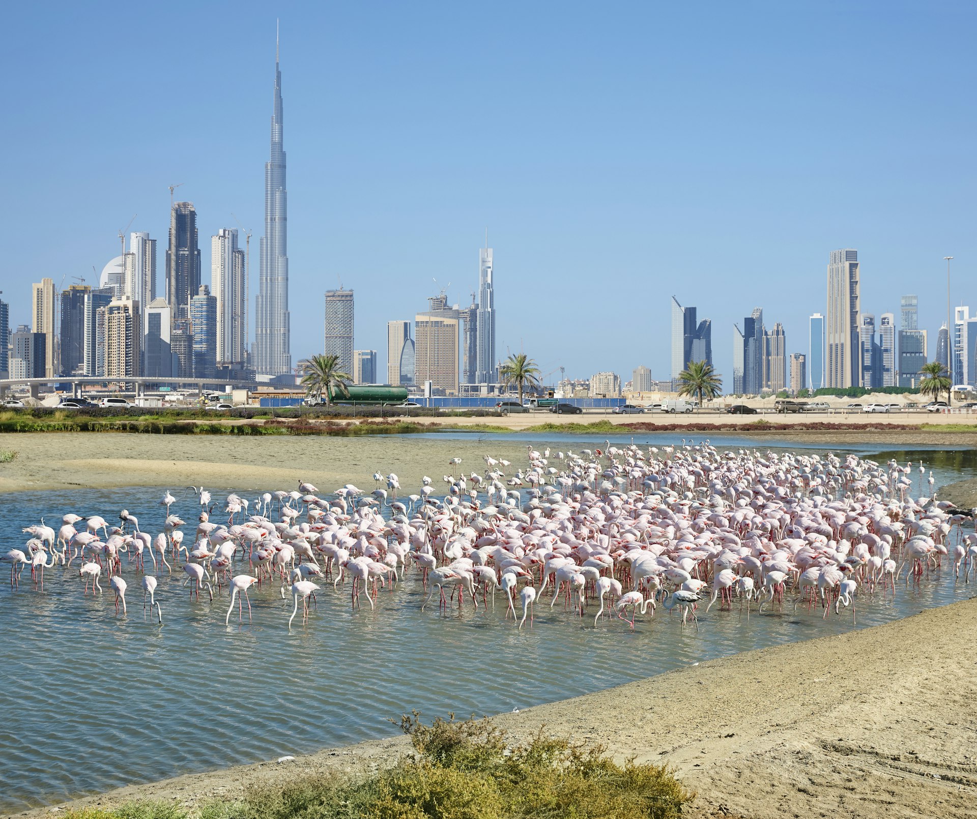 Flamingoes perch in the water at Ras Al Khor Wildlife Sanctuary in Dubai, United Arab Emirates