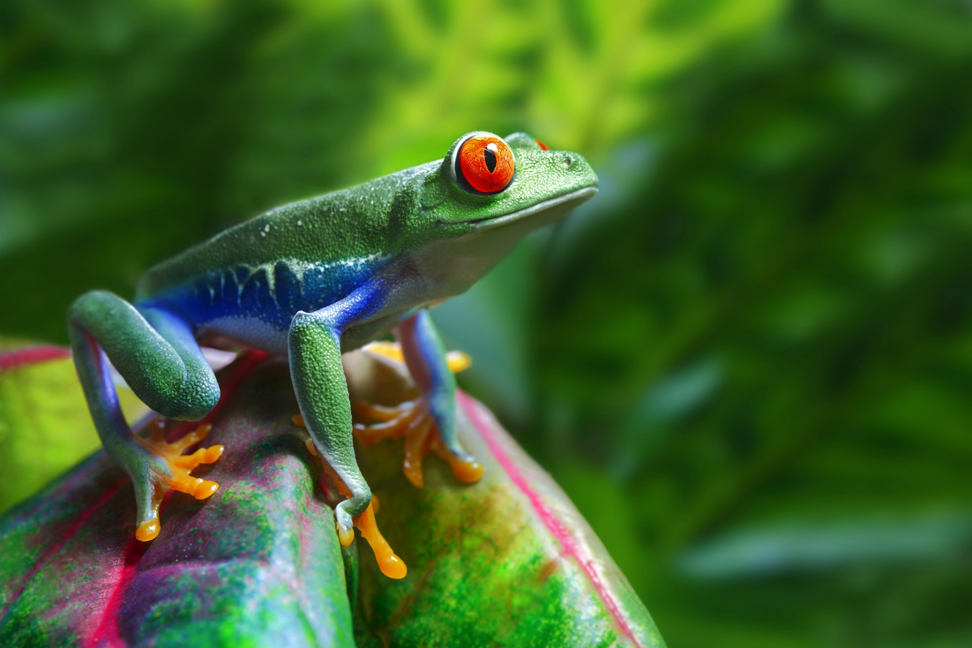 A colorful Red-Eyed Tree Frog sits on a tree in a tropical setting.