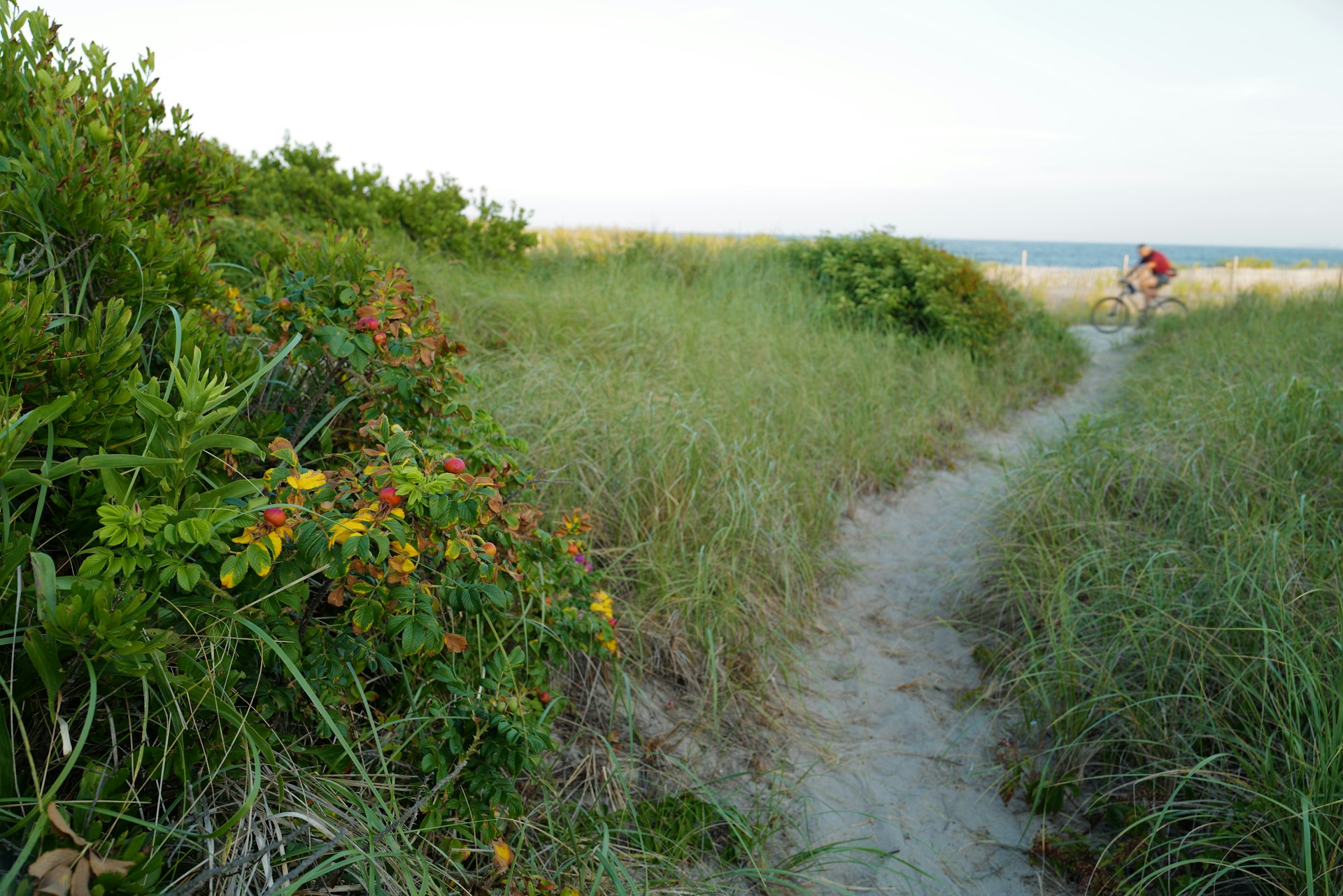 A cyclist passes on a trail through plant-lined sand dunes