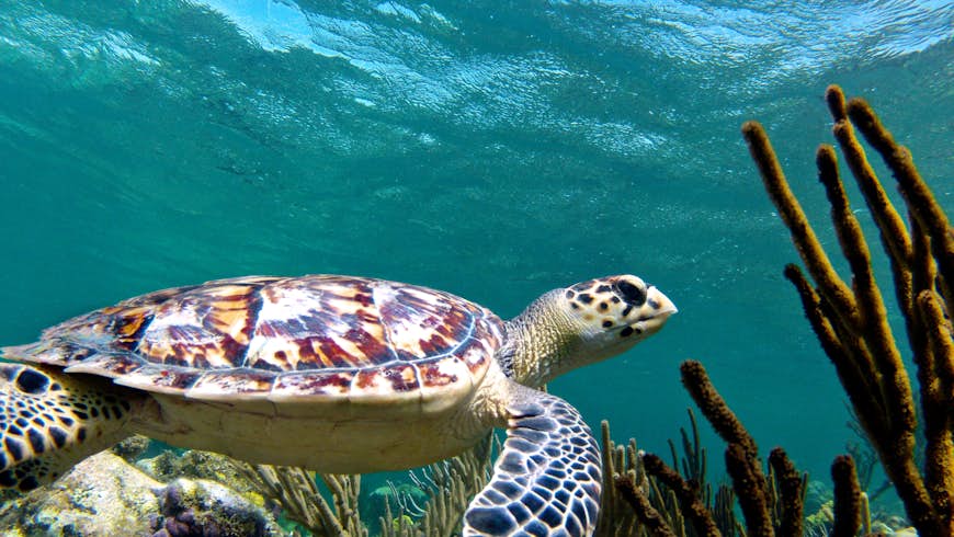 500px Photo ID: 10144805 - The immaculate clean shell of this young hawksbill turtle is an amazing sight in the clear water of Turks and Caicos.