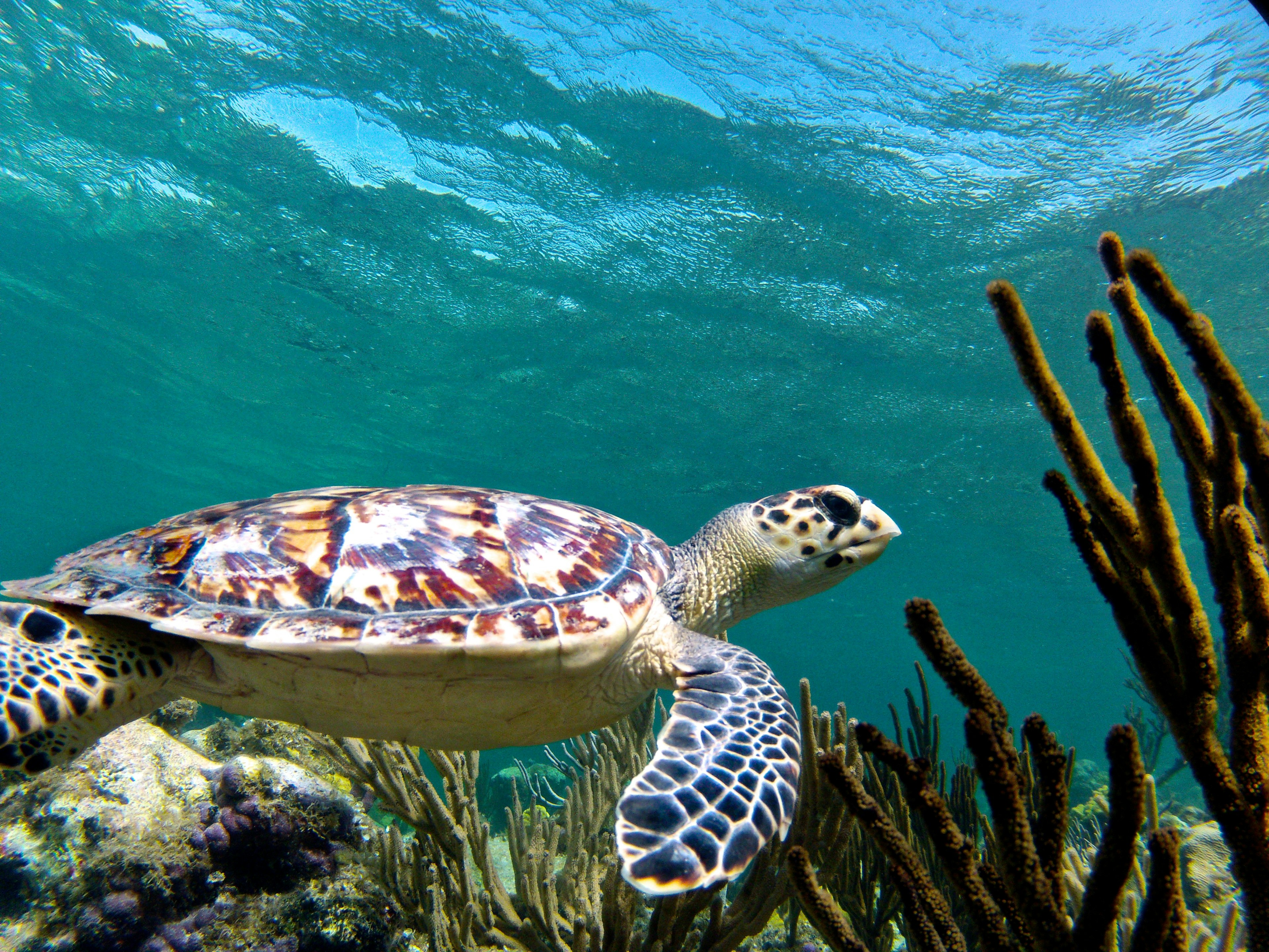 500px Photo ID: 10144805 - The immaculate clean shell of this young hawksbill turtle is an amazing sight in the clear water of Turks and Caicos.