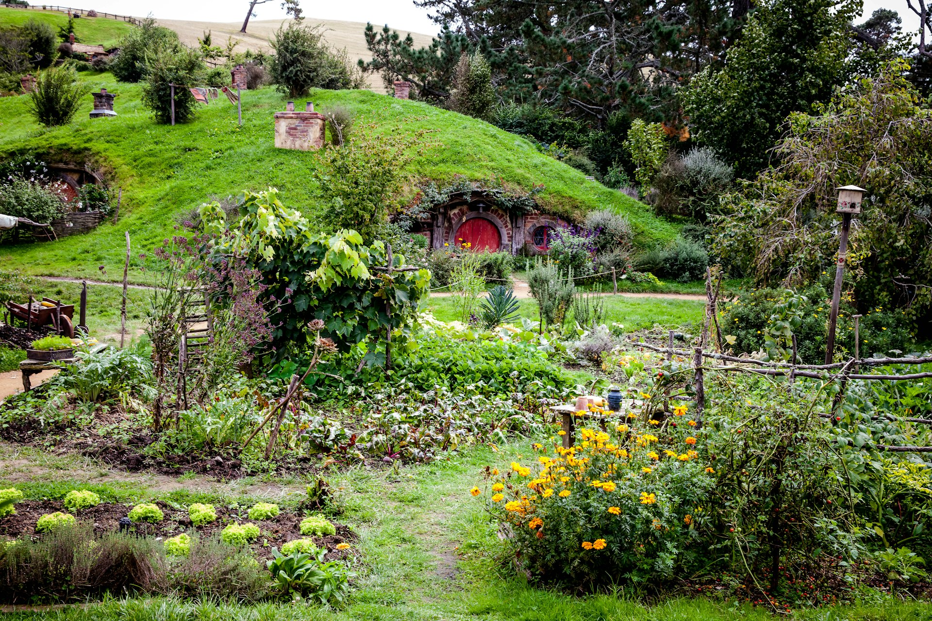 A small hobbit house is built into a green hill in Hobbiton in Matamata, New Zealand 