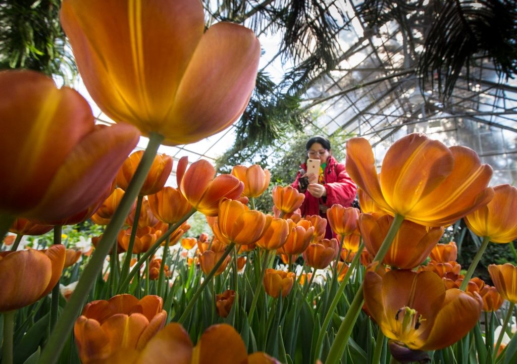 A visitor photographs tulips at Toronto's Allen Gardens