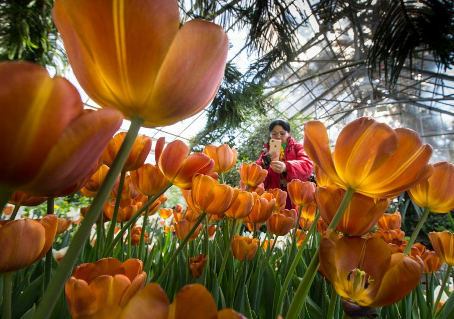 A visitor photographs tulips at Toronto's Allen Gardens