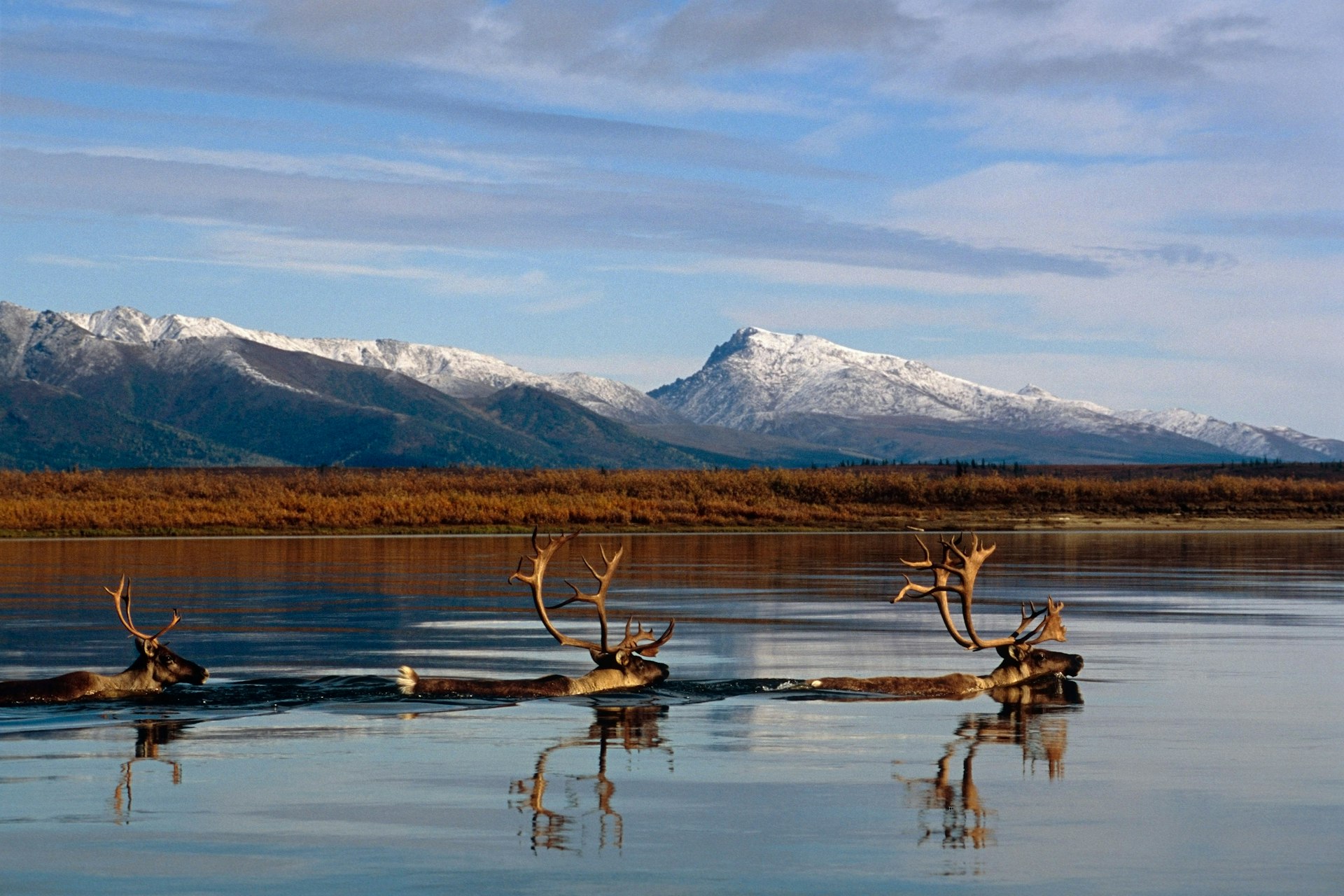 Caribou bulls swimming across Kobuk River Arctic Alaska Autumn Kobuk Valley National Park