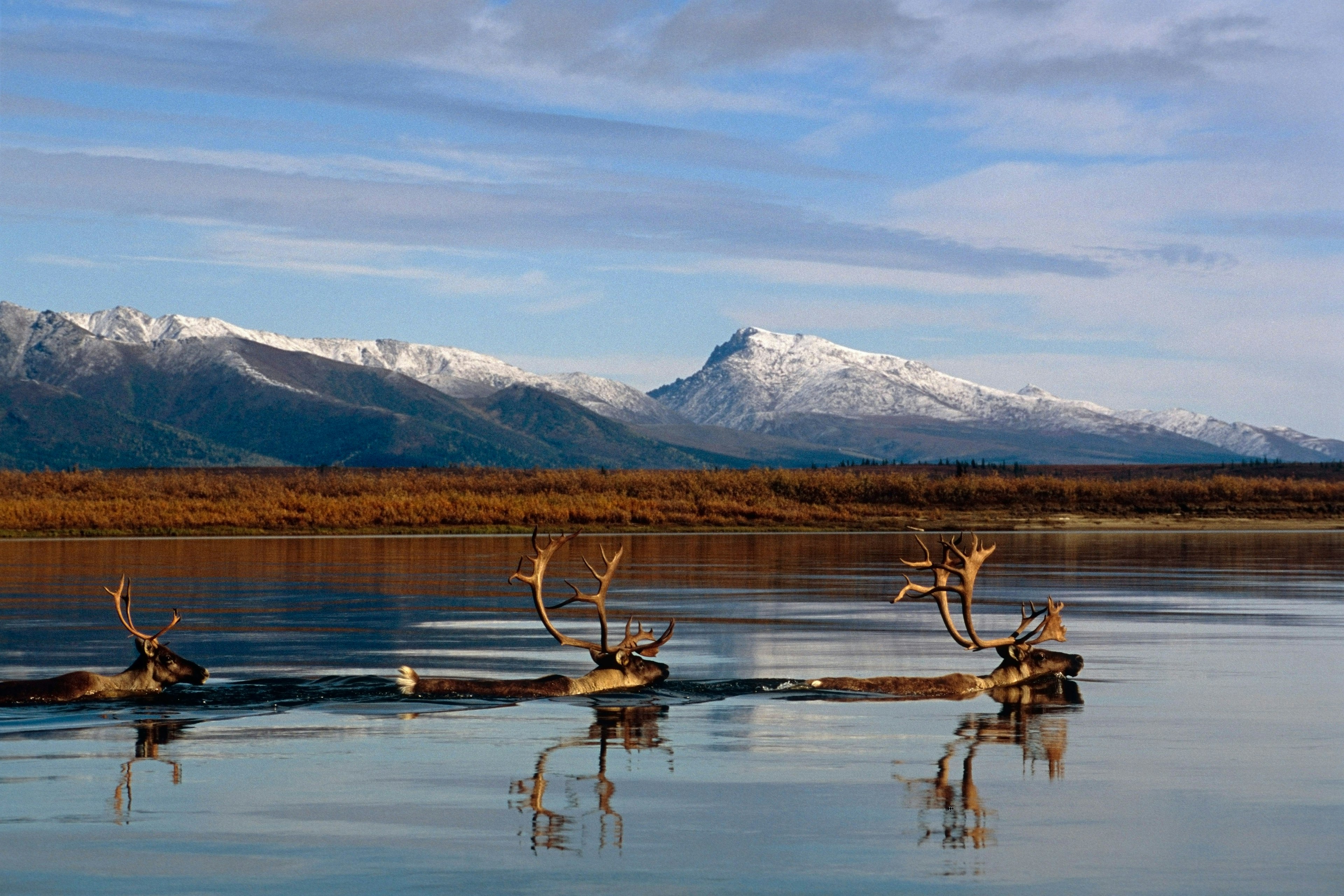 Caribou bulls swimming across Kobuk River Arctic Alaska Autumn Kobuk Valley National Park