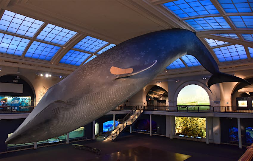 Now You Can Get Vaccinated At The American Museum Of Natural History Lonely Planet
