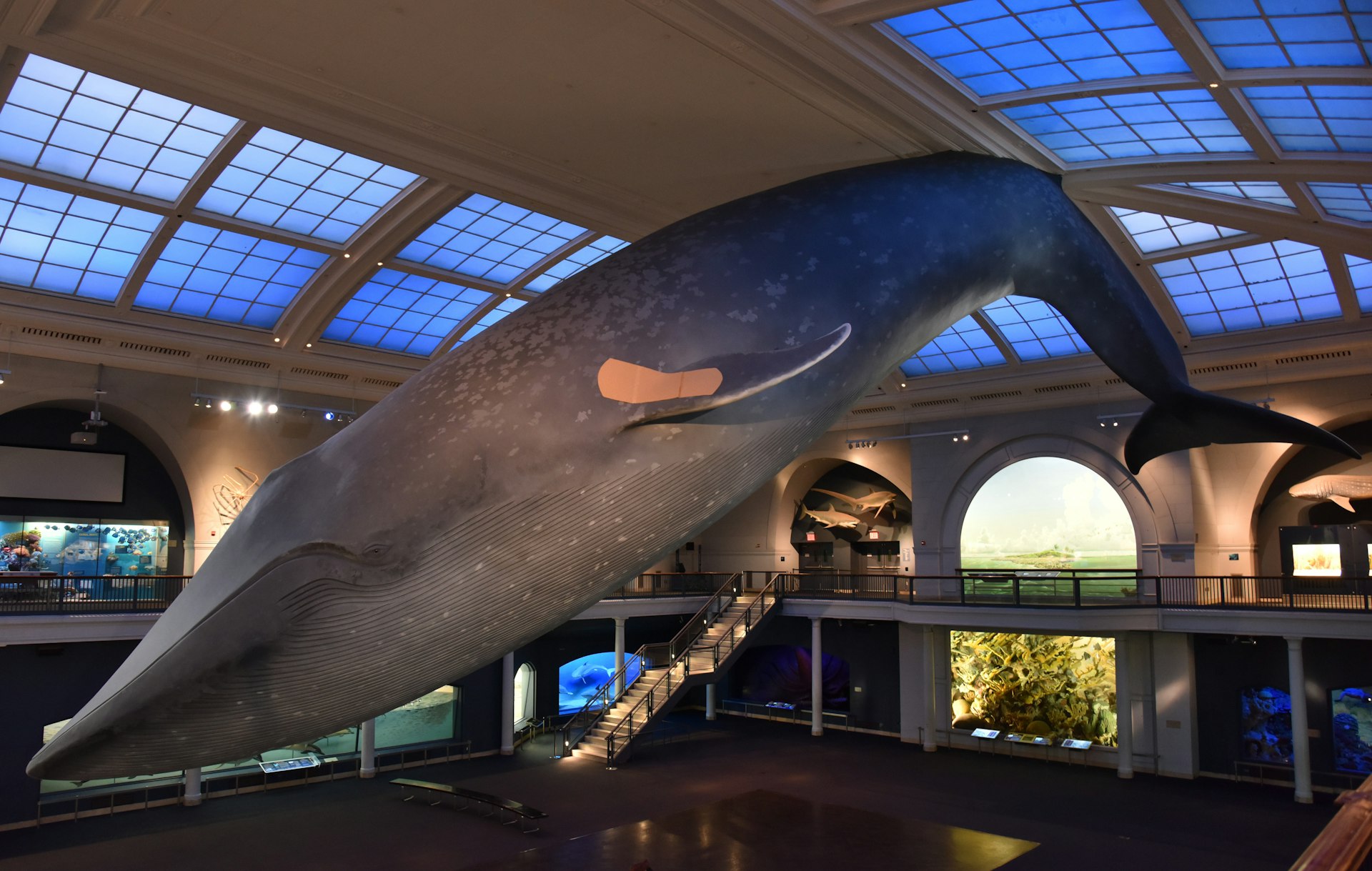 The Blue Whale at the American Museum of Natural History with a plaster on it