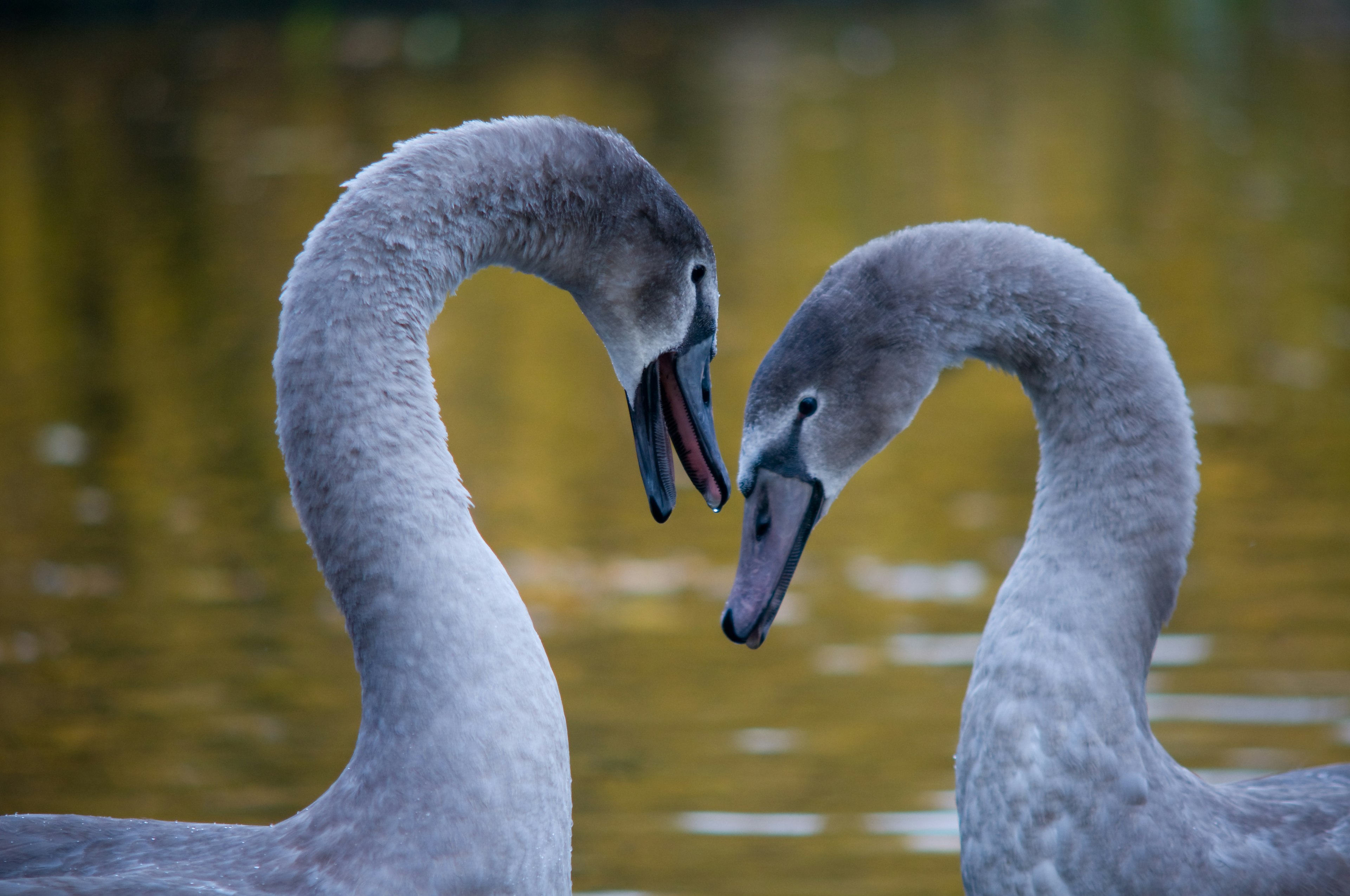 Cygnets in Dublin lake