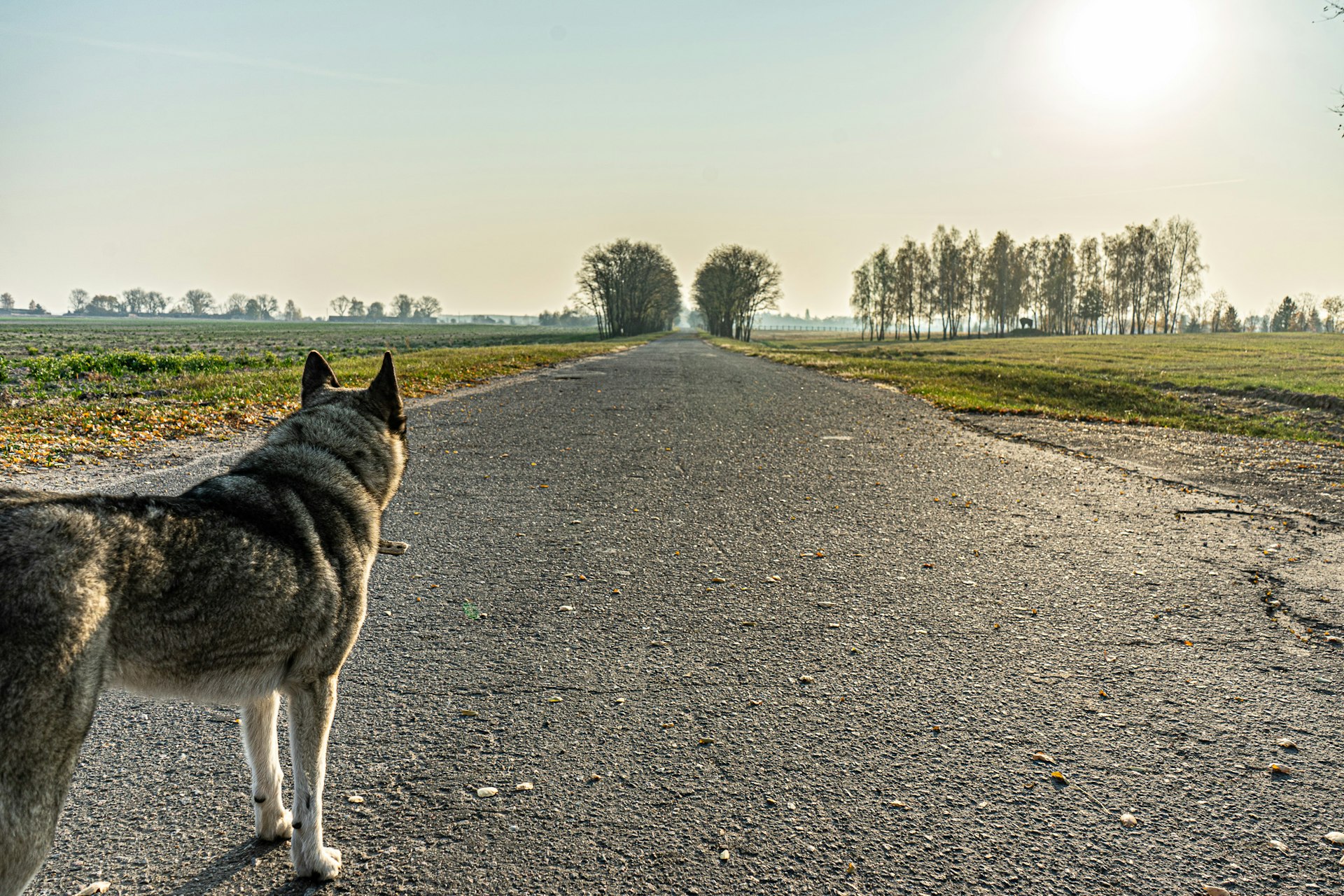 A dog stares into the empty distance in the Chernobyl Exclusion Zone. 