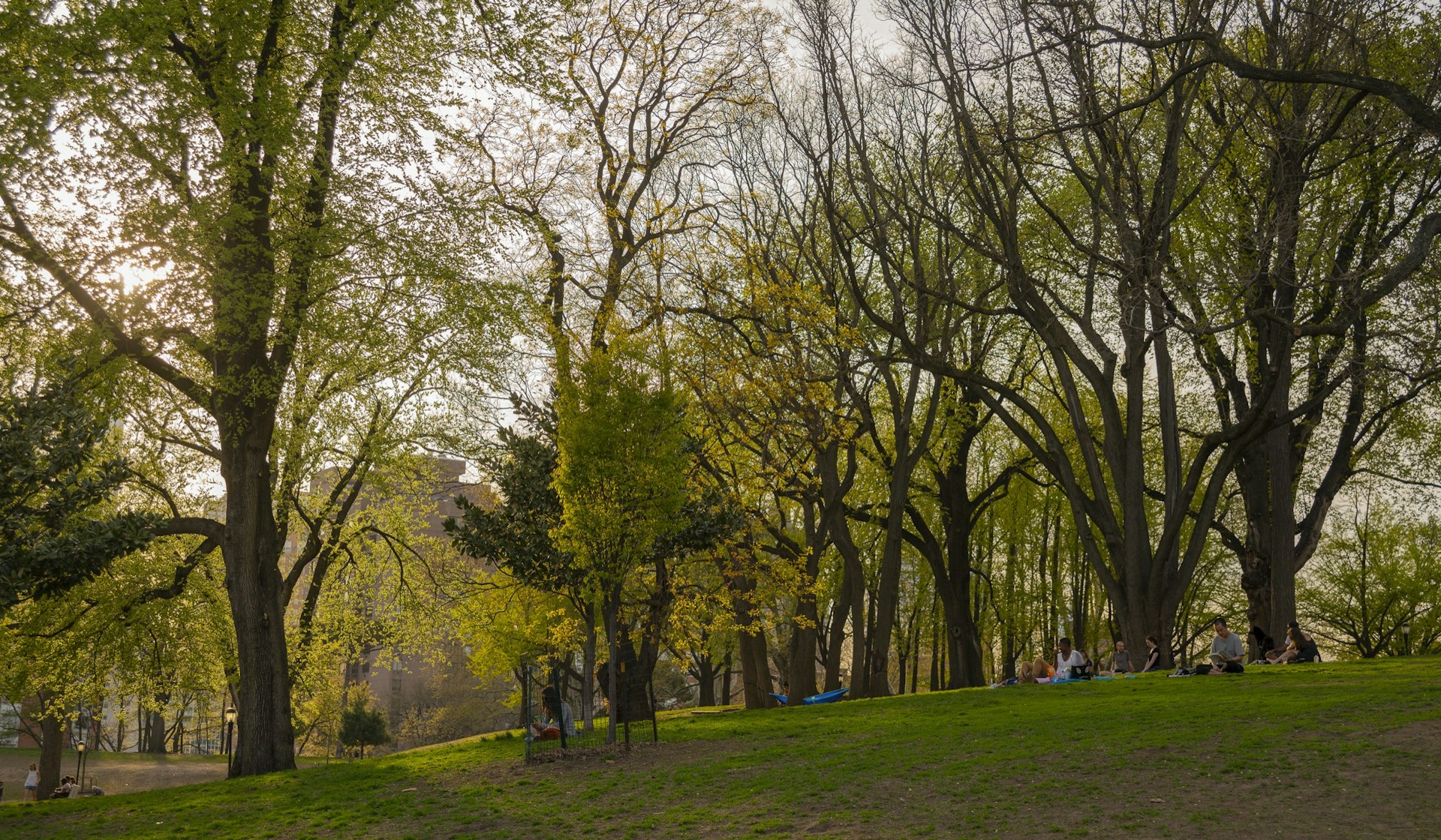 People rest on the grass under trees scattered throughout Fort Greene Park in Brooklyn, New York.