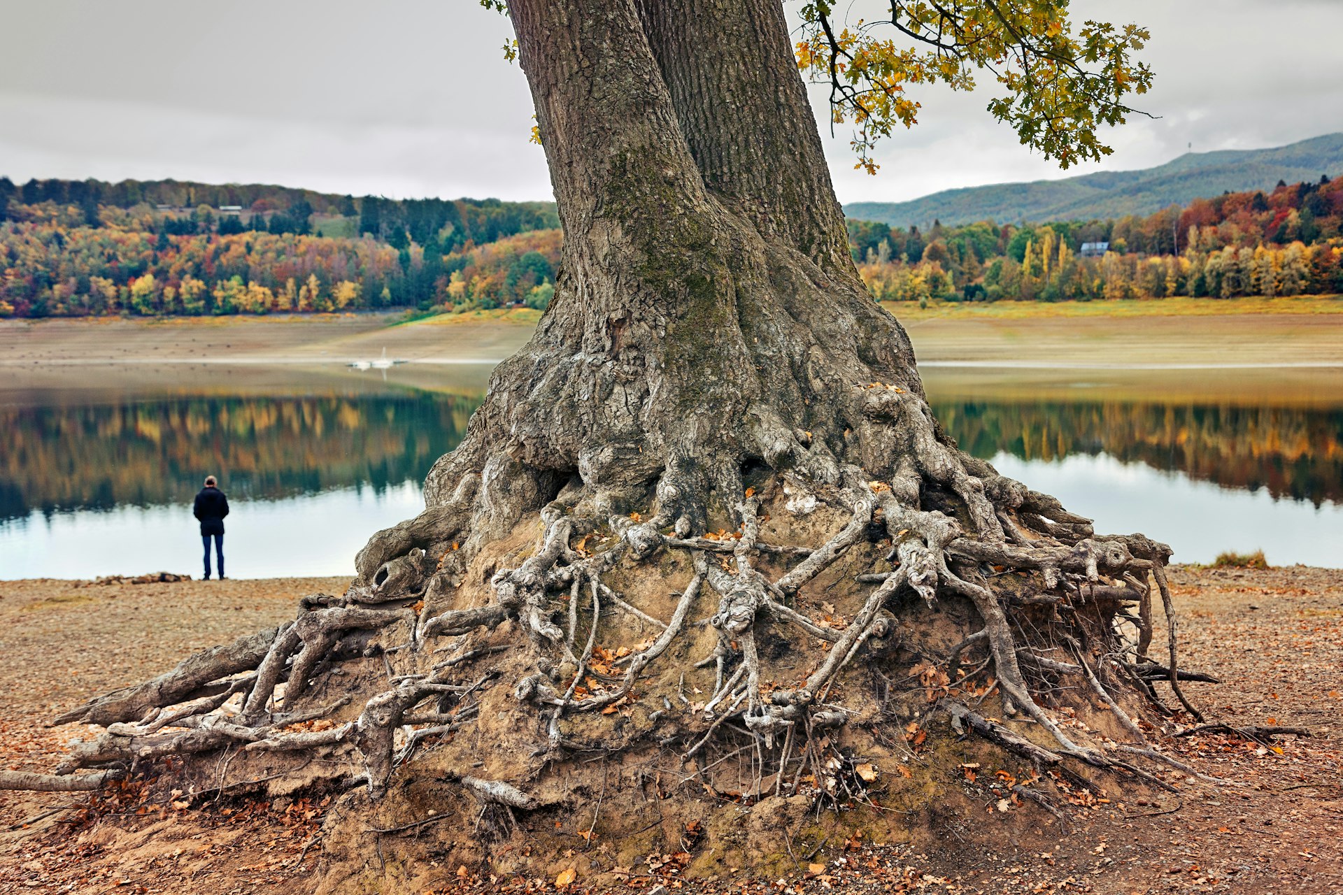 Old tree and roots at Edersee lake, Kellerwald forest in the background