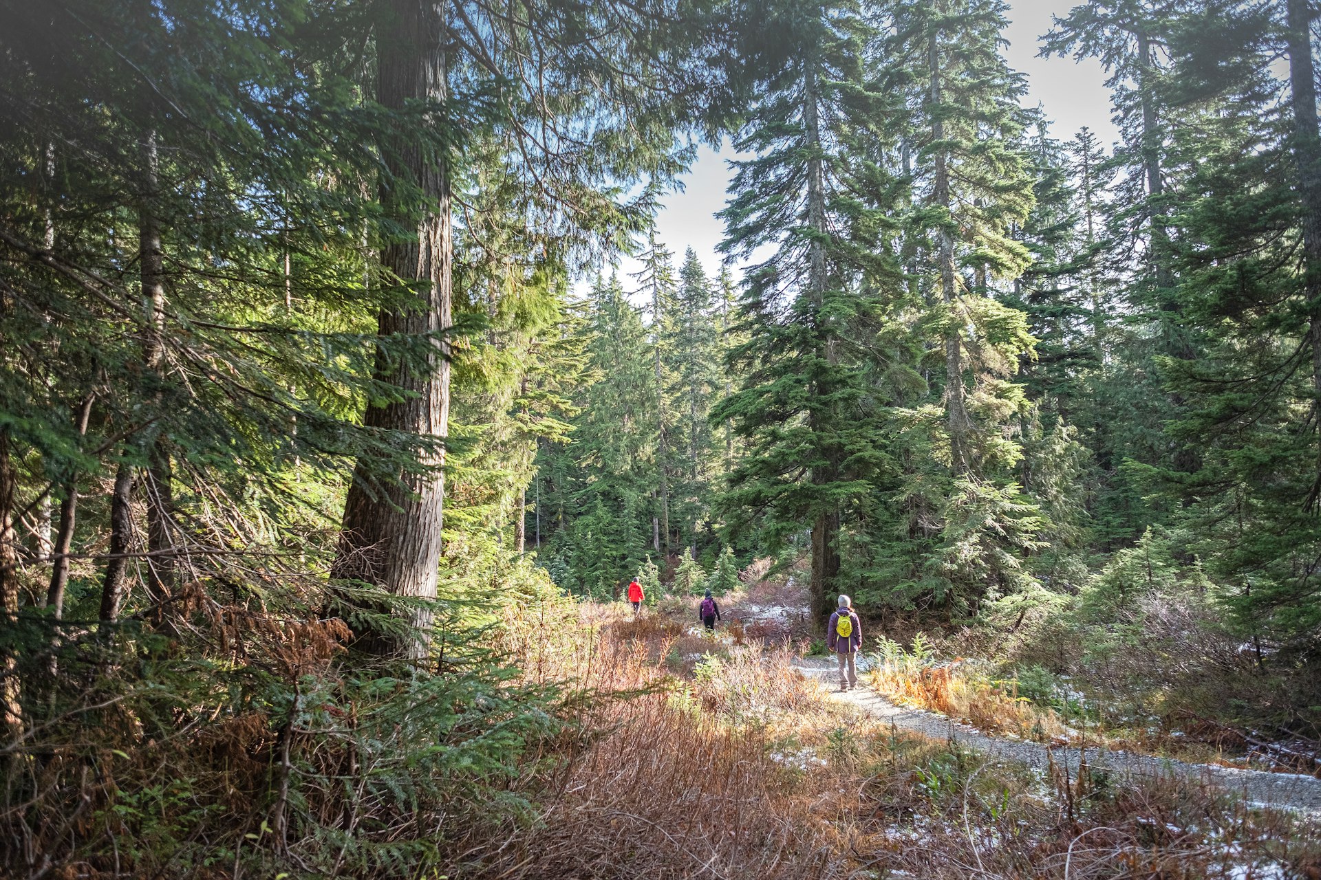 Hiking under tall trees at Mount Seymour Provincial Park in Vancouver, Canada 