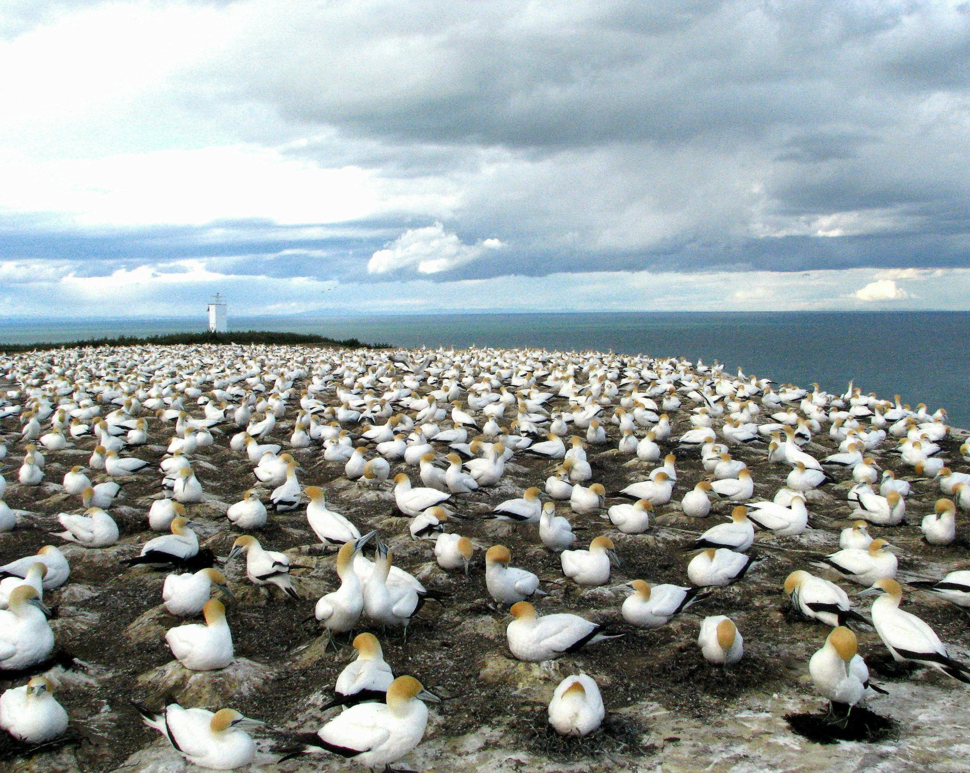 Gannets as far as the eye can see