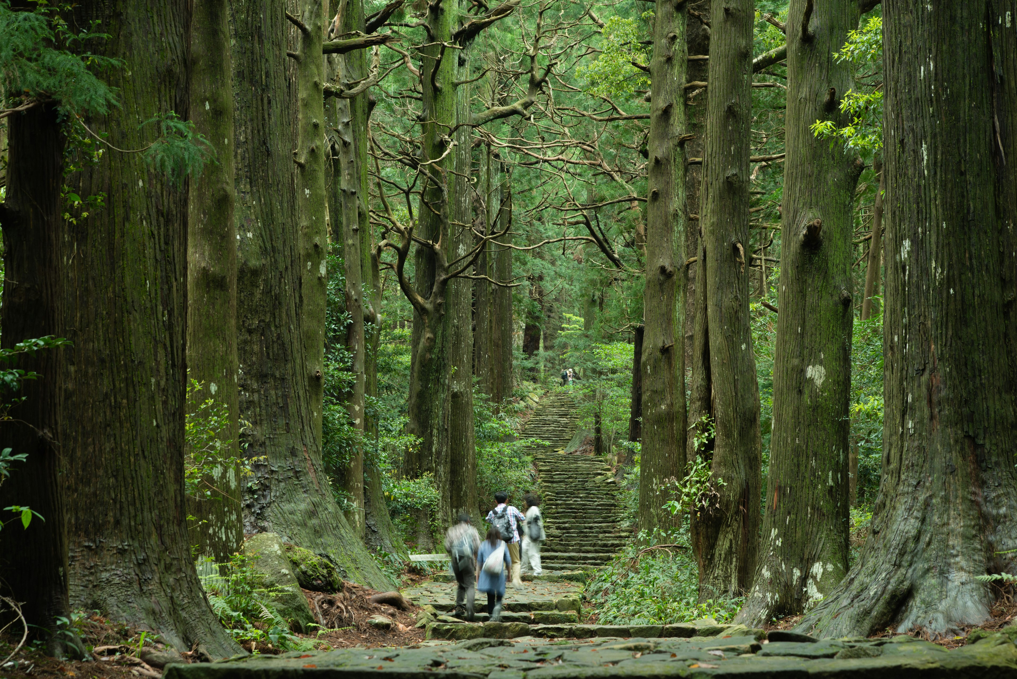 Giant trees line a staircase at the UNESCO world heritage pilgrimage route, Kumano Kodo, Wakayama.