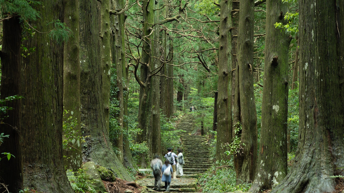 Giant trees line a staircase at the UNESCO world heritage pilgrimage route, Kumano Kodo, Wakayama.