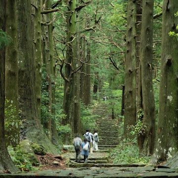 Giant trees line a staircase at the UNESCO world heritage pilgrimage route, Kumano Kodo, Wakayama.