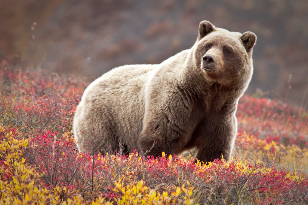 Curious bear Curious bear