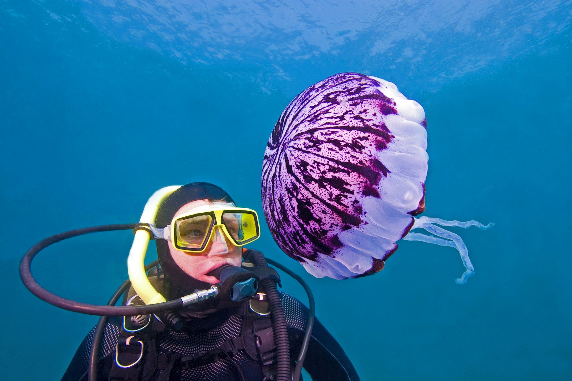 A diver admires a jellyfish in the Channel Islands National Park