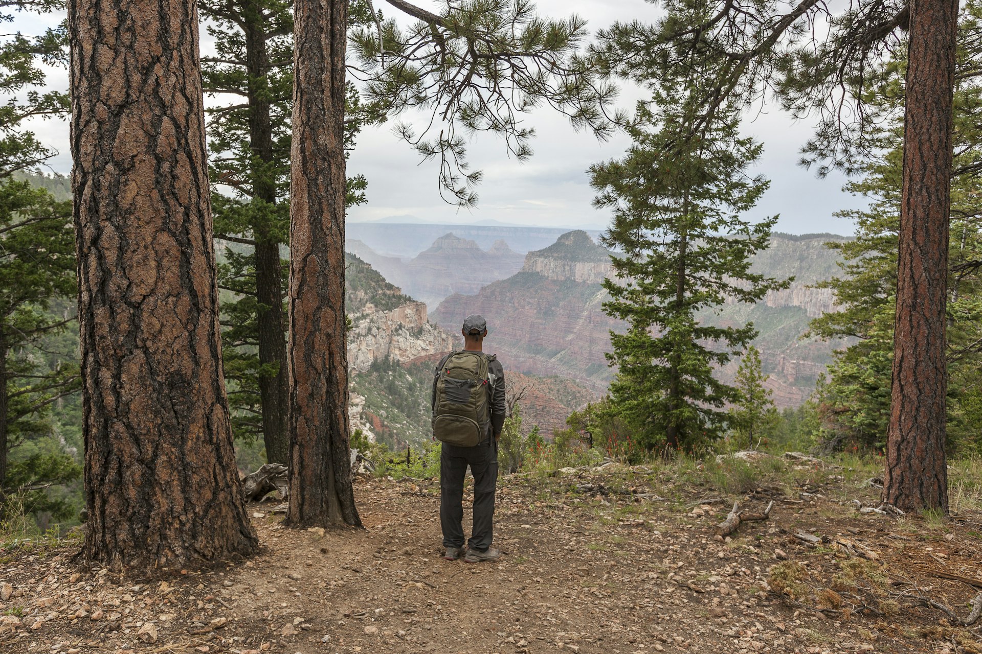 A man hiking the Widforss Trail in Grand Canyon looks out through the trees across the National Park