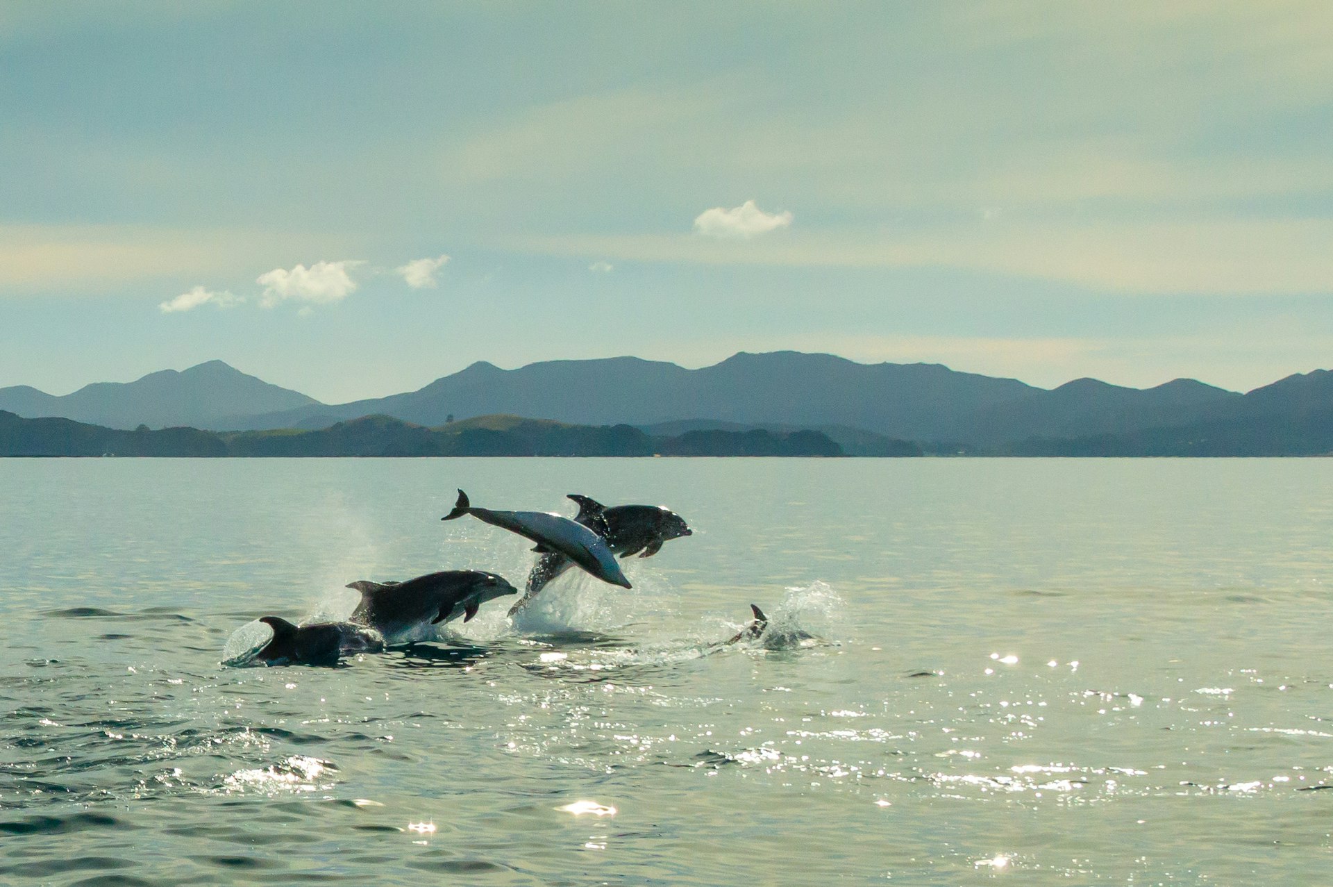 Dolphins jumping out of the water