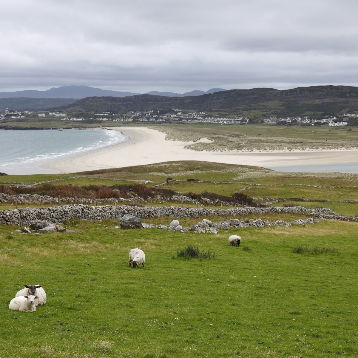 Sheep in a field by the coast at Horn Head near Dunfanaghy.