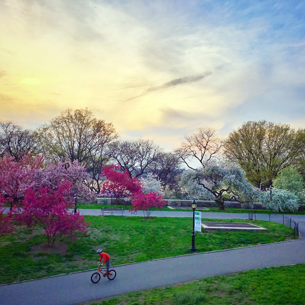 Bicyclist in New York City's Riverside Park during a spring sunset.