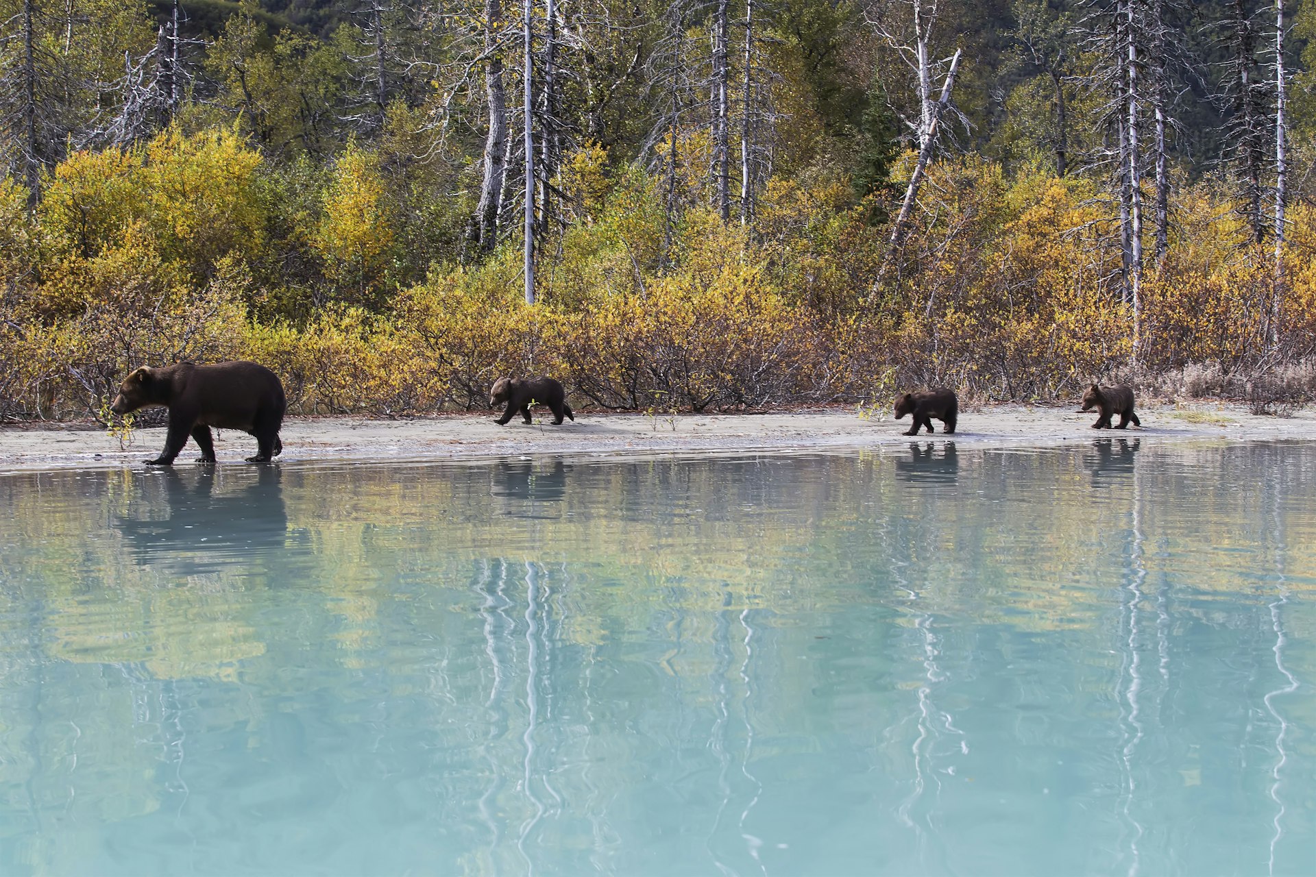 Sow Grizzly and three cubs walking along the shore of Crescent Lake, Lake Clark National Park, Southcentral Alaska, Autumn