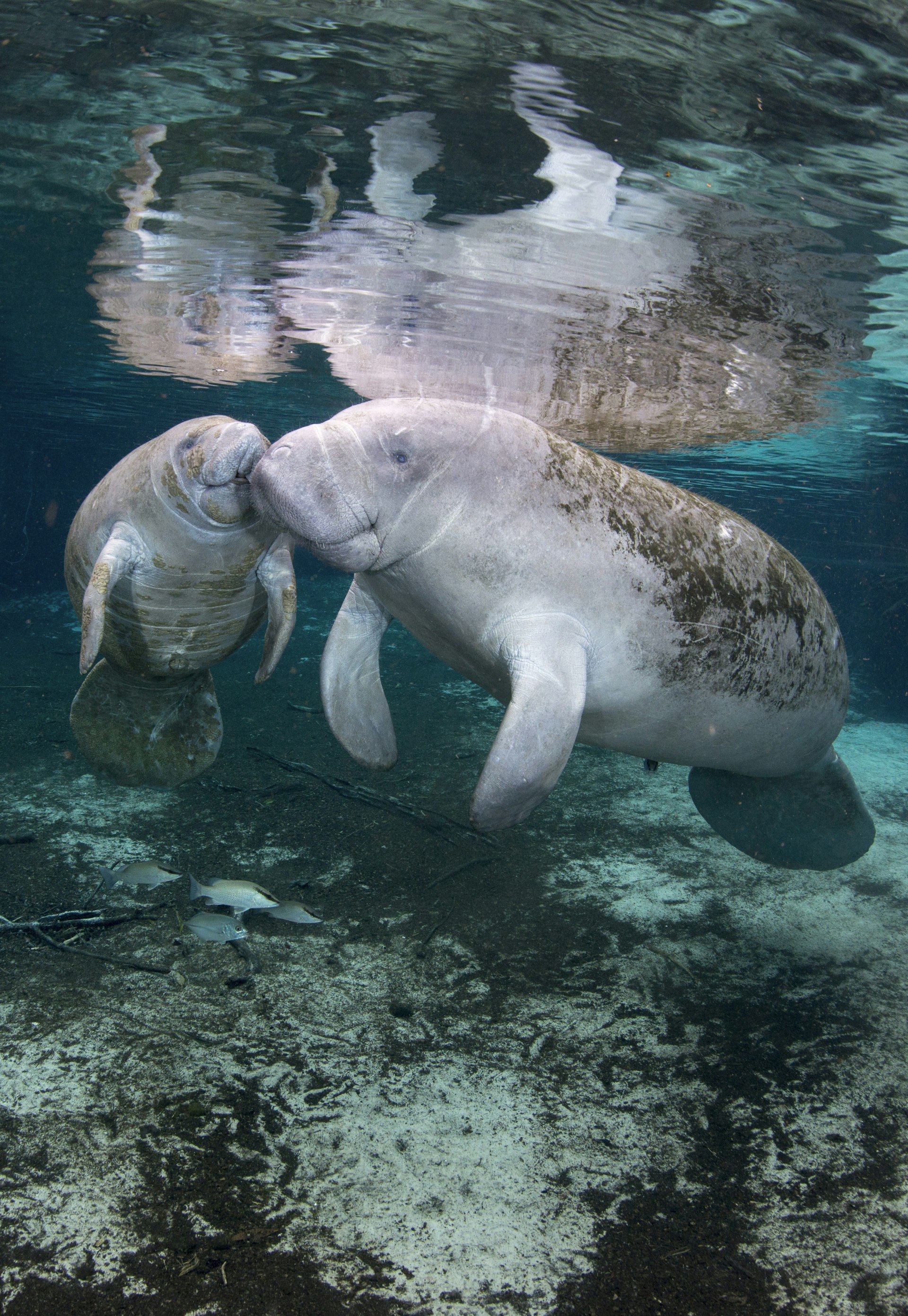 Two large grey creatures with rounded noses and streamline flippers bump noses underwater