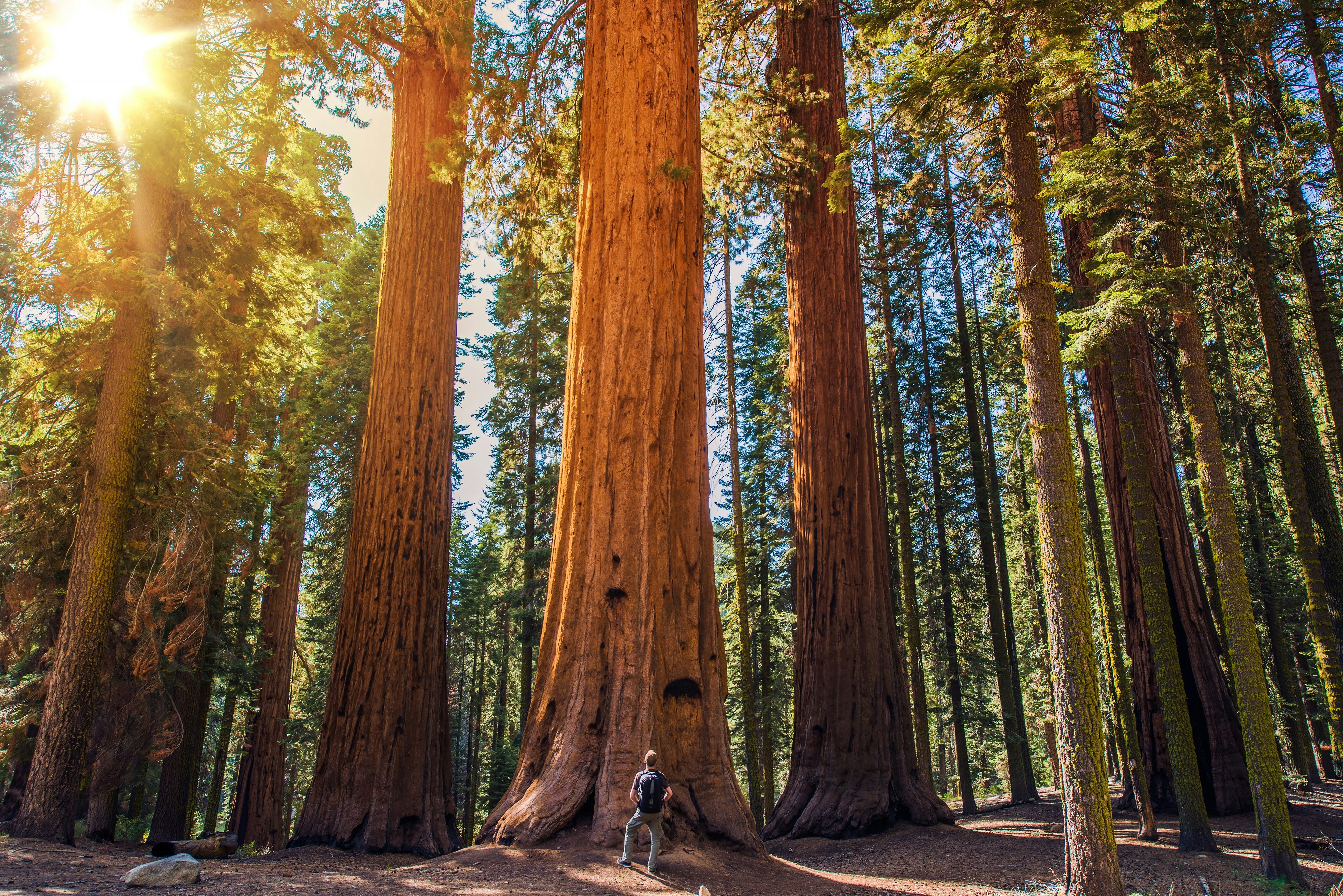 Man looking up at a giant redwood in Sequoia National Park.