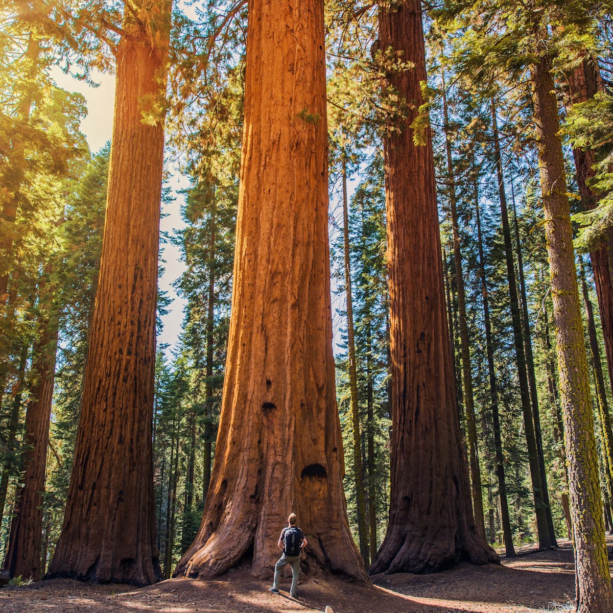 Man looking up at a giant redwood in Sequoia National Park.