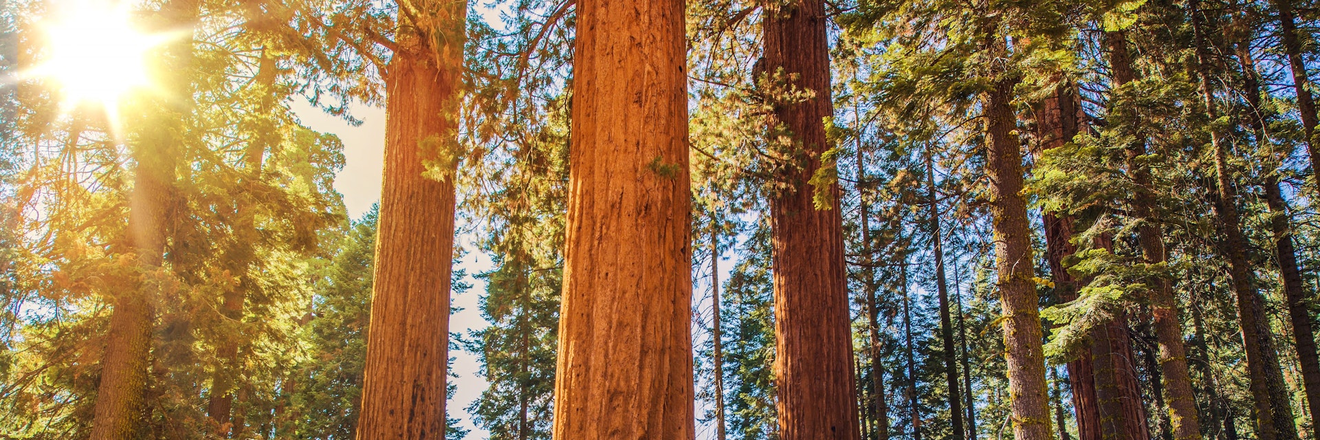 Man looking up at a giant redwood in Sequoia National Park.