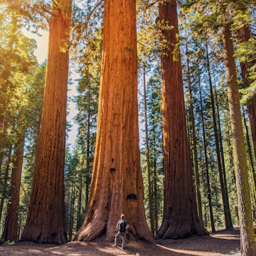 Man looking up at a giant redwood in Sequoia National Park.