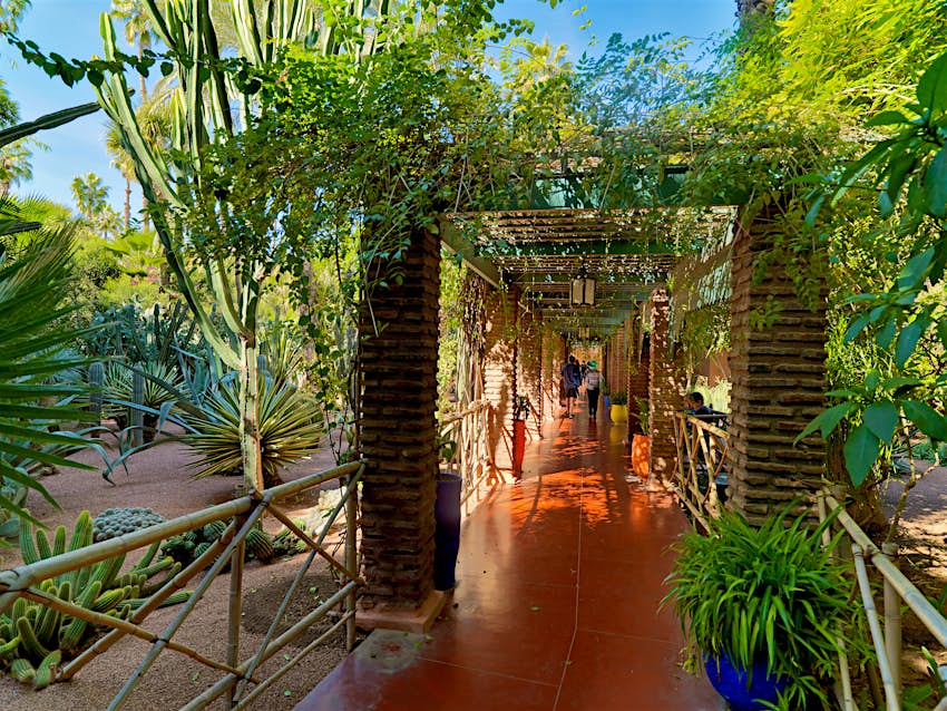 Plants in Jardin Majorelle in Marrakesh, Morocco Plants in Jardin Majorelle in Marrakesh, Morocco