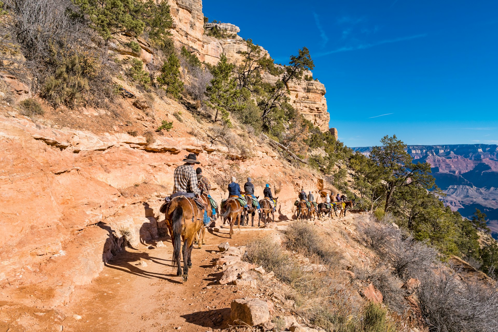 Group of tourists on a mule ride tour through rocky landscape, led by rangers on the Bright Angel Trail in Grand Canyon National Park