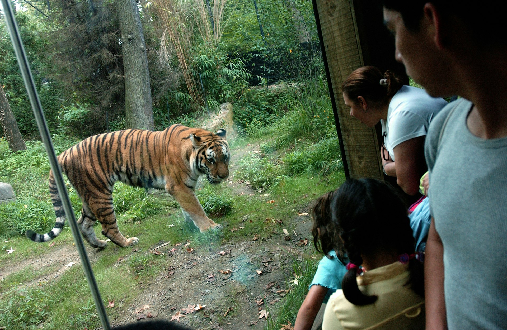 A tiger behind an enclosure while families look on