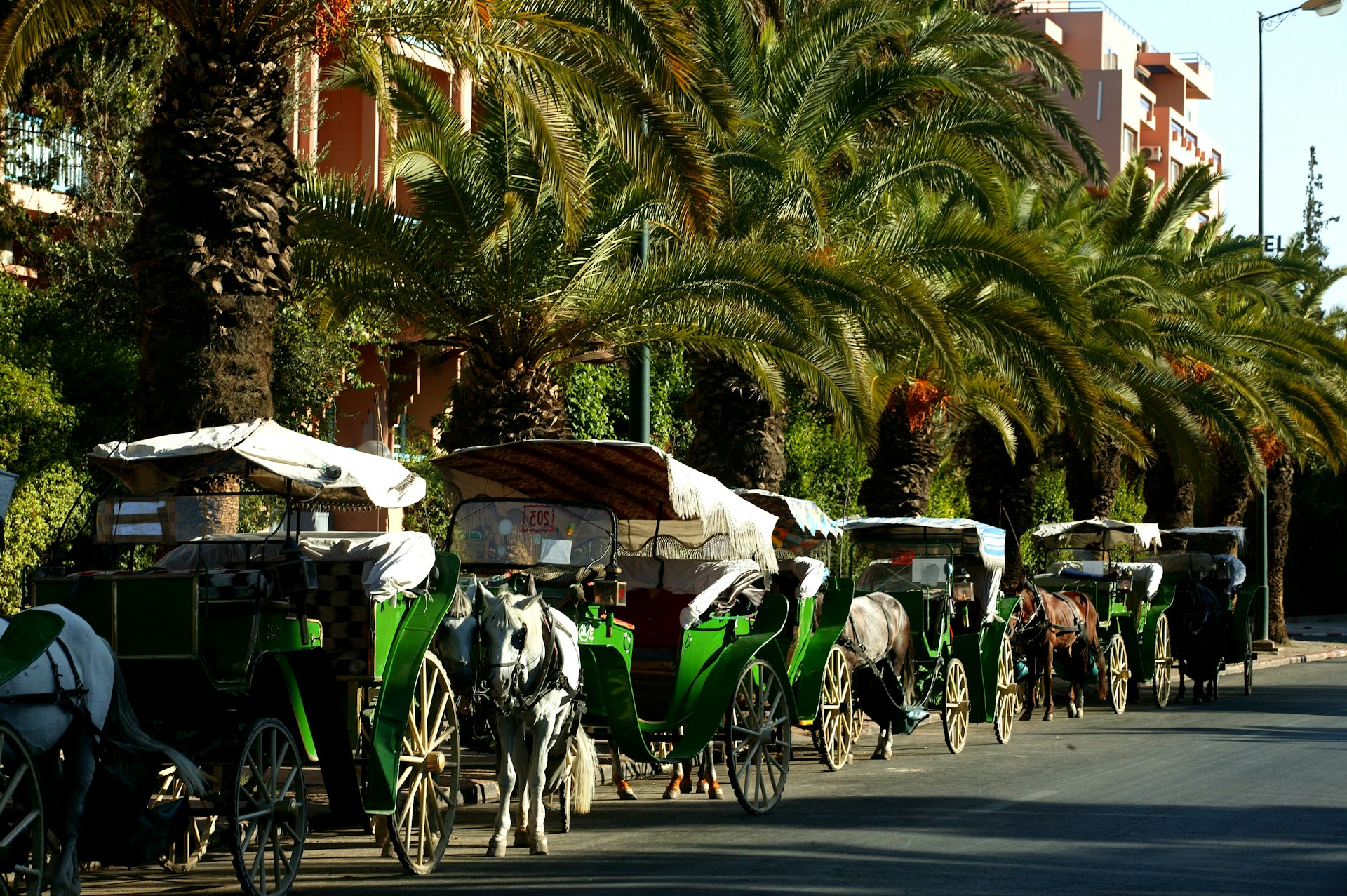 A line of horse-drawn carriages waits on the street in Marrakesh, Morocco