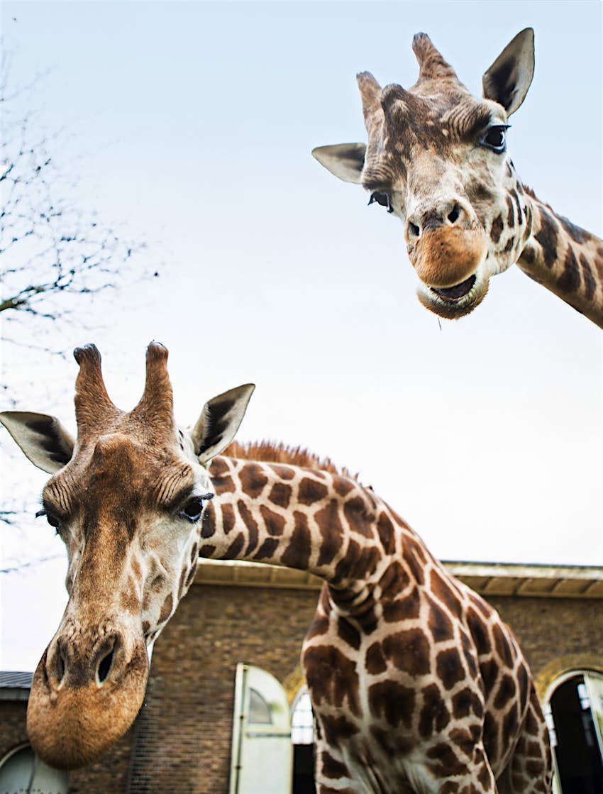 Giraffes at London Zoo Two giraffes peer down into the lens of the camera
