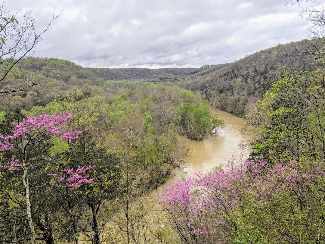 A view of the Green River from a bluff in Mammoth Cave National Park framed by redbud trees