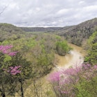 A view of the Green River from a bluff in Mammoth Cave National Park framed by redbud trees