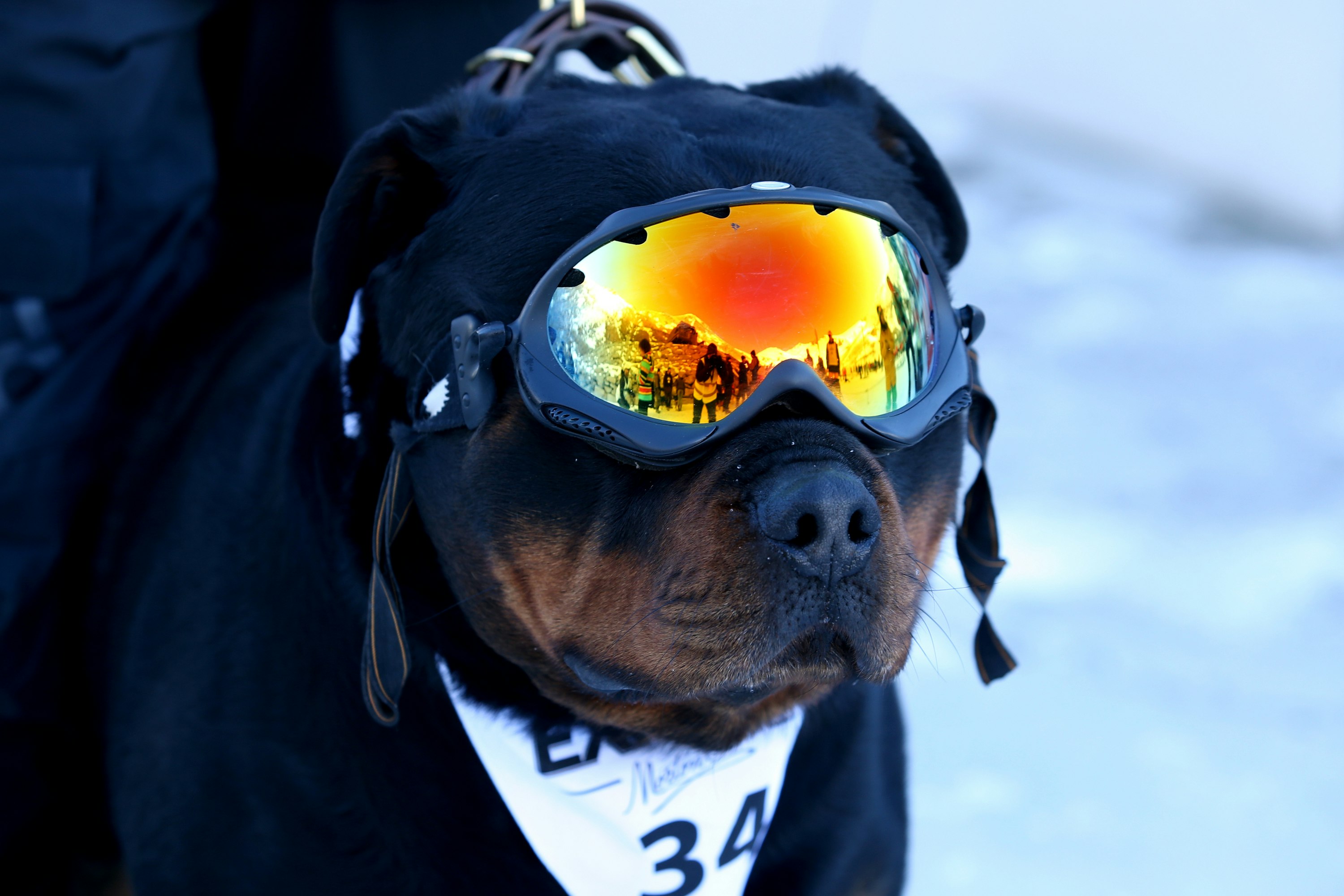 A dog wearing ski goggles waits for a chair lift at the Queenstown Winter Festival