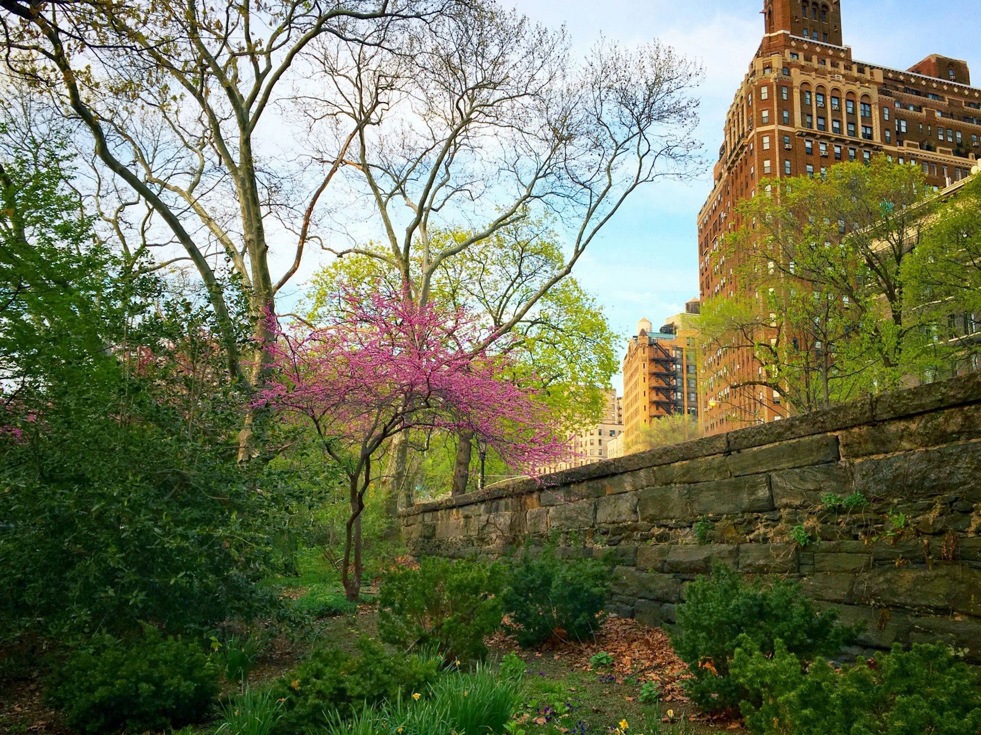 A blooming tree in New York City's Riverside Park during springtime