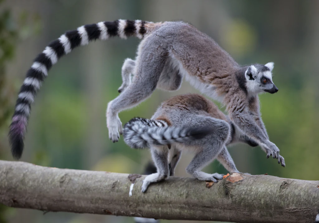 Ring-tailed Lemurs in Tayto Park Zoo