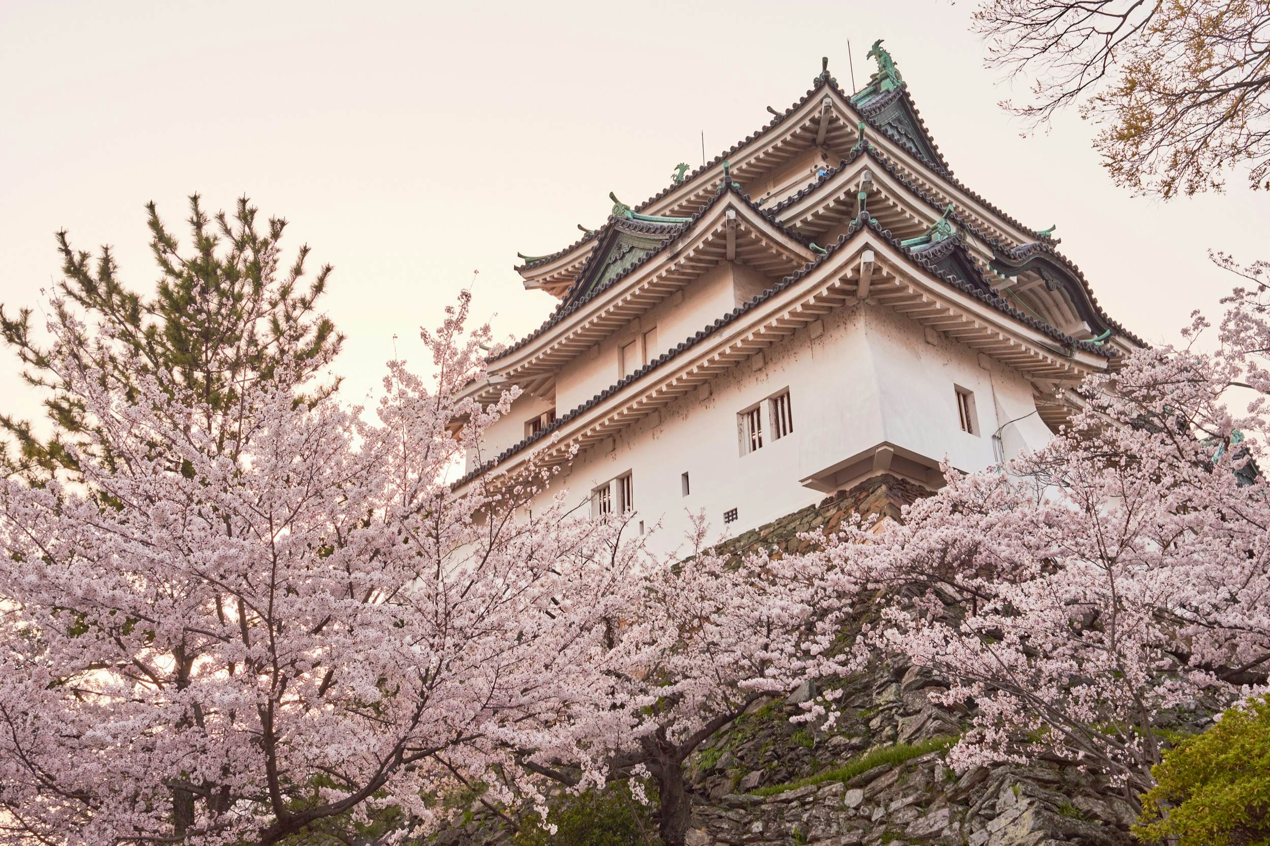 Wakayama城堡樱桃樱花季节