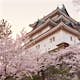 Wakayama castle during cherry-blossom Sakura season