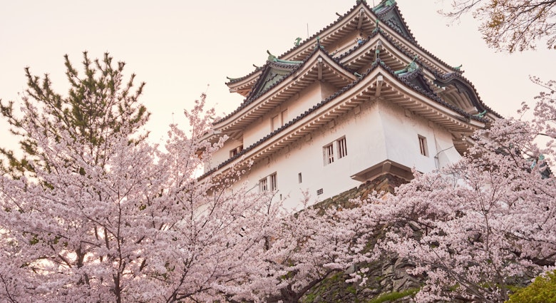 Wakayama castle during cherry-blossom Sakura season