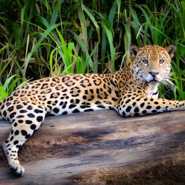 A Jaguar relaxes on a tree trunk on the banks of the Tambopata river, in the Peruvian Amazon