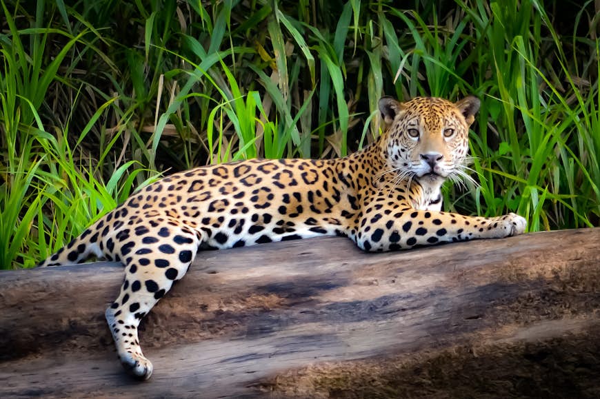A jaguar relaxes on a tree trunk on the banks of the Tambopata river, in the Peruvian Amazon