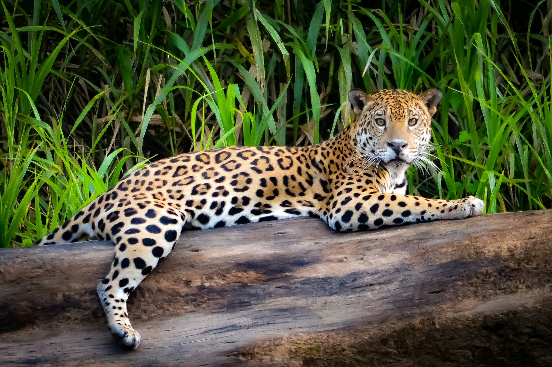 A jaguar lays on a downed tree, looking straight at the camera, on the bank of the Tambopata River