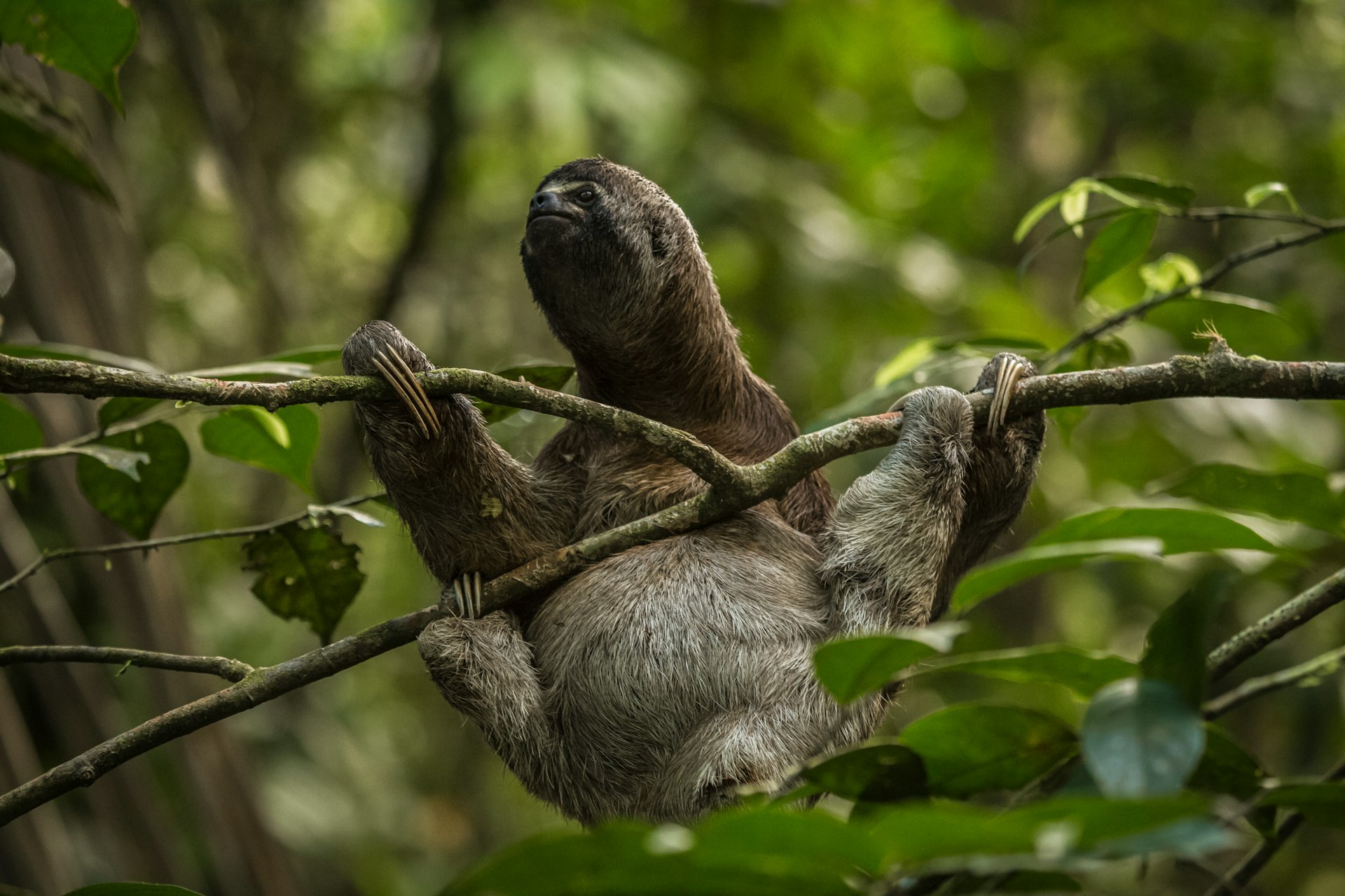 A sloth hangs from a small branch in Pacaya-Samiria Natural Reserve in Peru